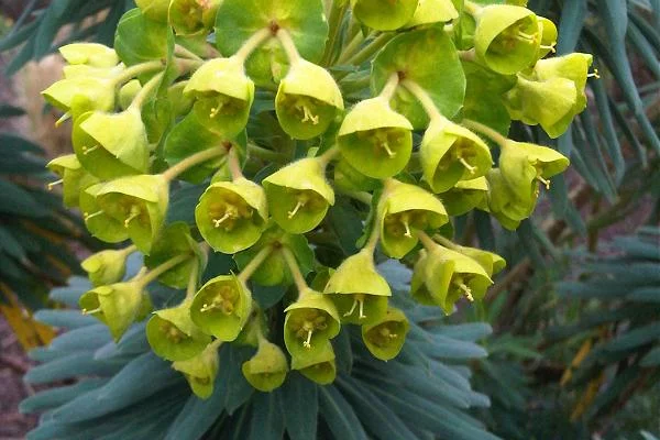 EUPHORBIA characias 'Wulfenii'