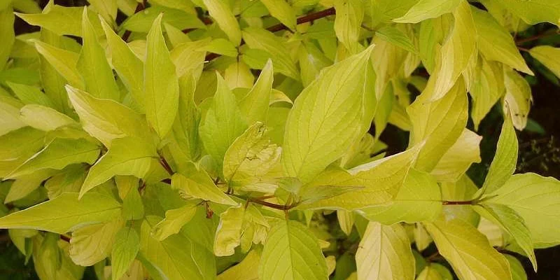 CORNUS alba 'Aurea' - Cornouiller blanc