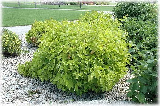 CORNUS alba 'Aurea' - Cornouiller blanc