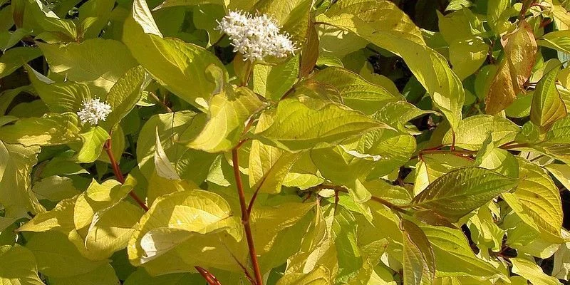 CORNUS alba 'Aurea' - Cornouiller blanc