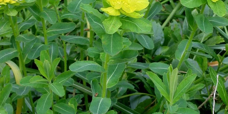 EUPHORBIA polychroma