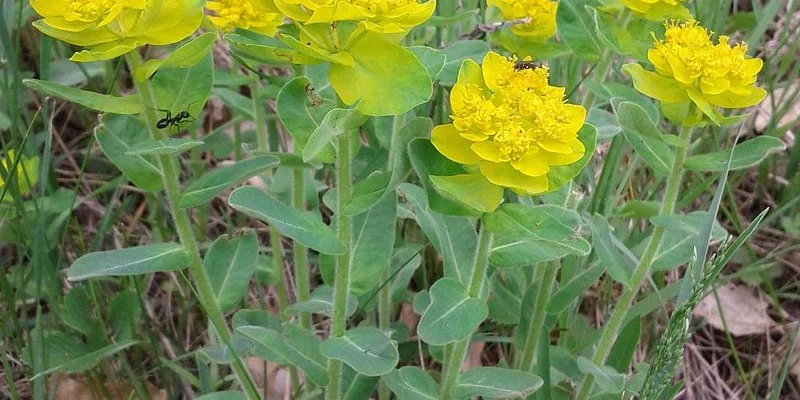 EUPHORBIA polychroma