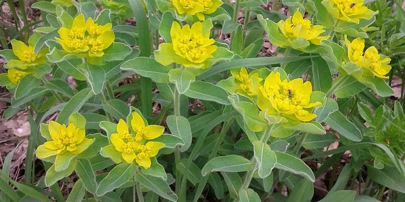 EUPHORBIA polychroma