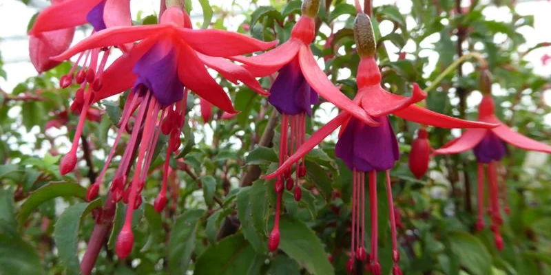 FUCHSIA 'Riccartonii' - Fuchsia de Magellan