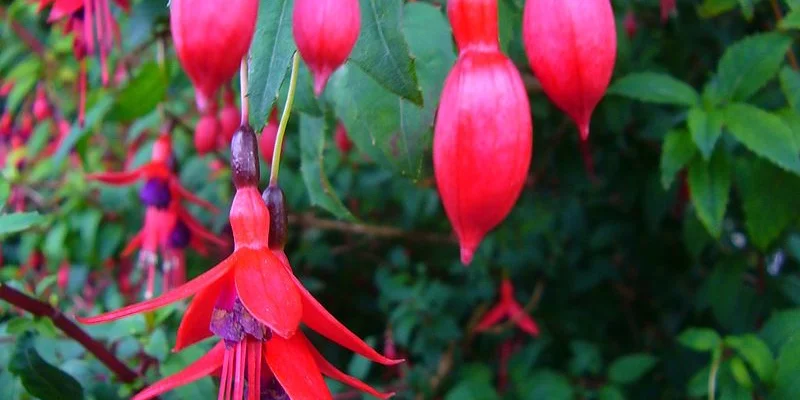 FUCHSIA 'Riccartonii' - Fuchsia de Magellan