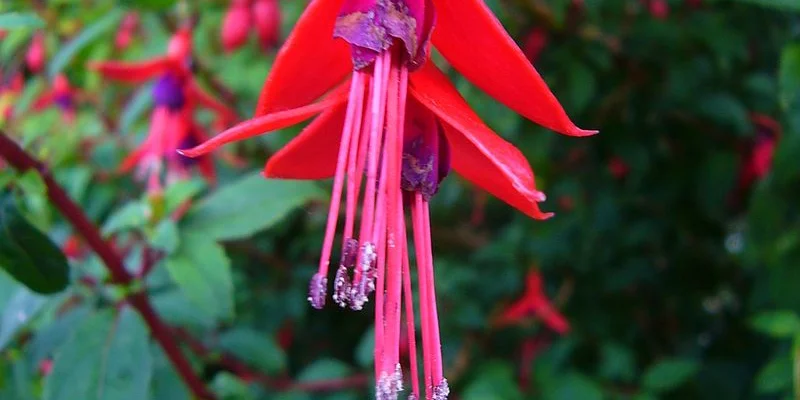 FUCHSIA 'Riccartonii' - Fuchsia de Magellan