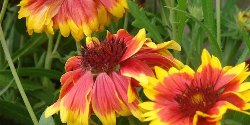 GAILLARDIA aristata 'Kobold' - Gaillarde