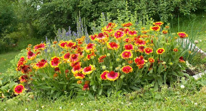 GAILLARDIA aristata 'Kobold' - Gaillarde