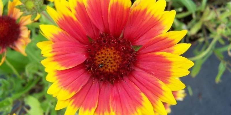 GAILLARDIA aristata 'Kobold' - Gaillarde