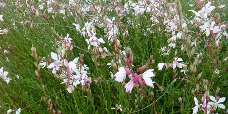 GAURA lindheimeri - Gaura de Lindheimer