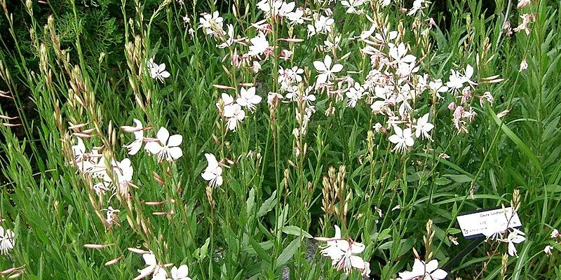 GAURA lindheimeri - Gaura de Lindheimer