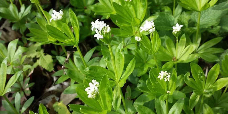 GALIUM odoratum