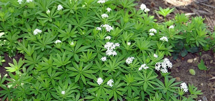 GALIUM odoratum