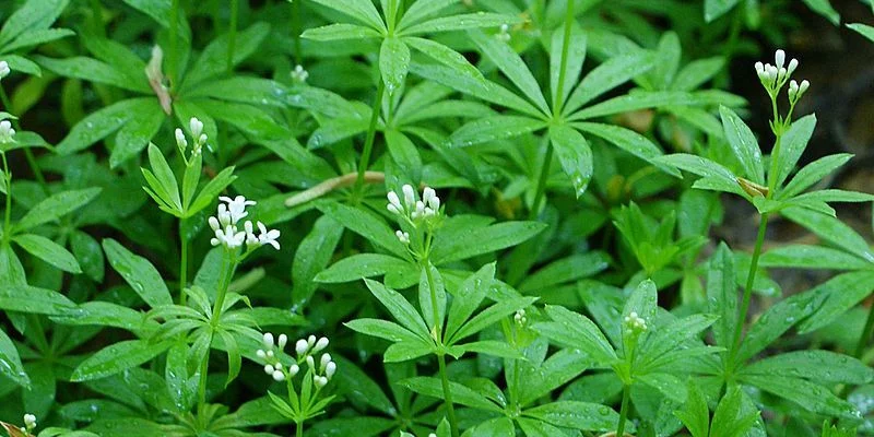 GALIUM odoratum