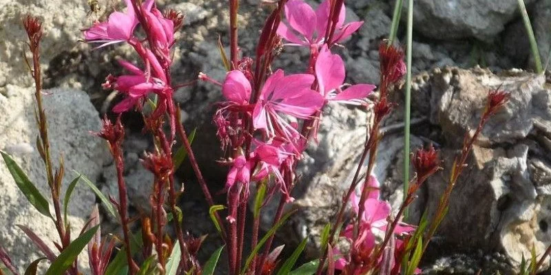 GAURA lindheimeri rose - Gaura rose