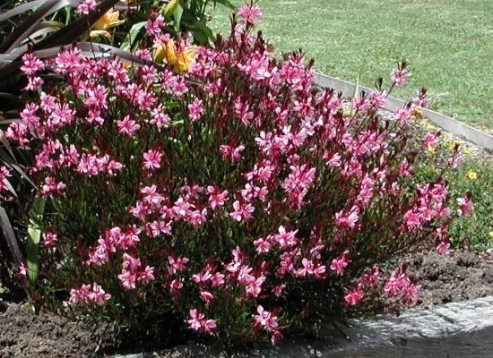 GAURA lindheimeri rose - Gaura rose