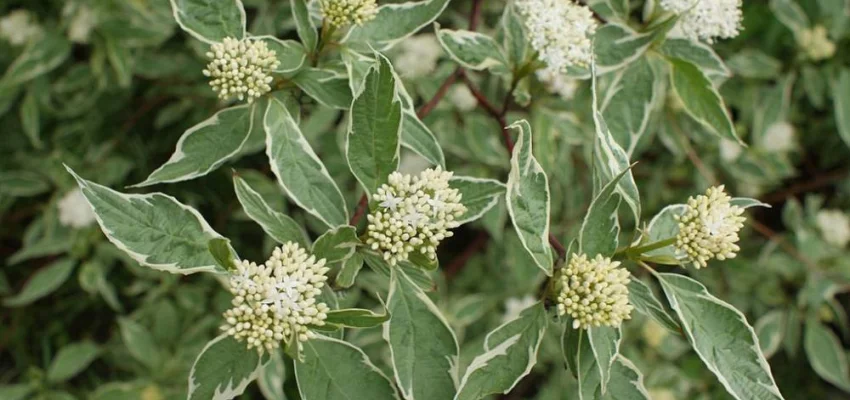 CORNUS alba 'Elegantissima' - Cornouiller blanc panaché