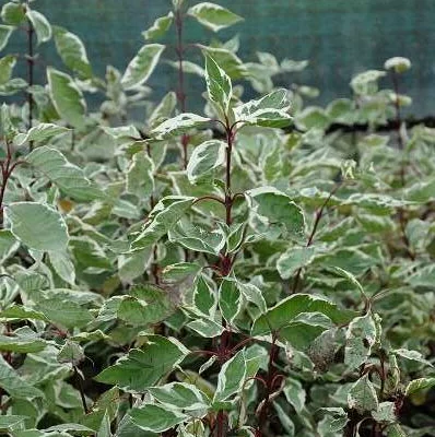 CORNUS alba 'Elegantissima' - Cornouiller blanc panaché