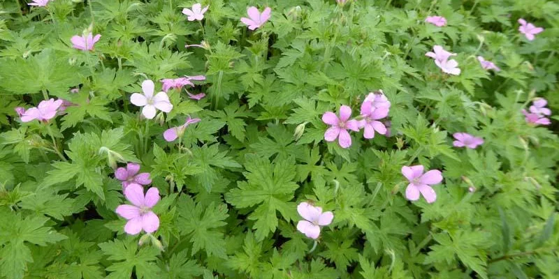 GERANIUM endressii