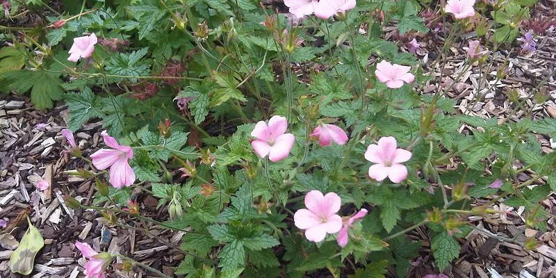 GERANIUM endressii