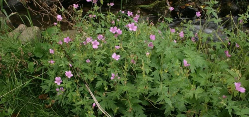 GERANIUM endressii