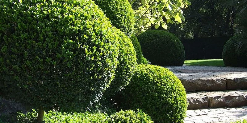 BUXUS sempervirens - Buis