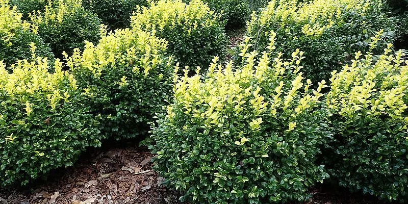 BUXUS sempervirens - Buis