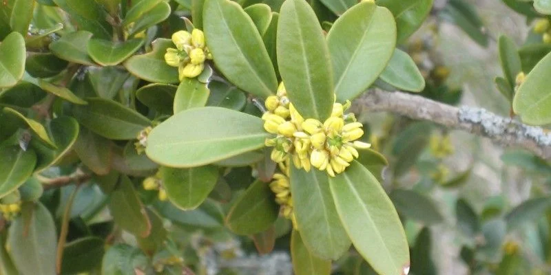 BUXUS sempervirens - Buis