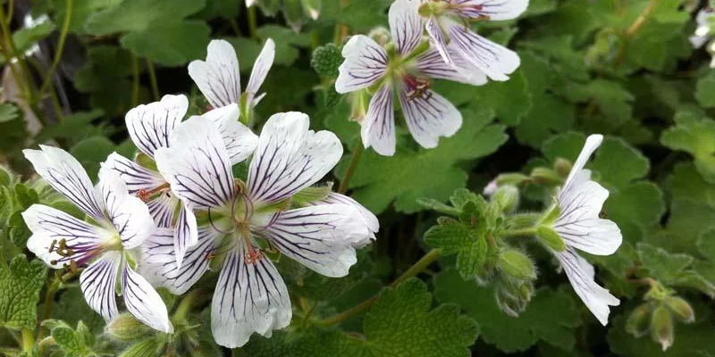 GERANIUM renardii