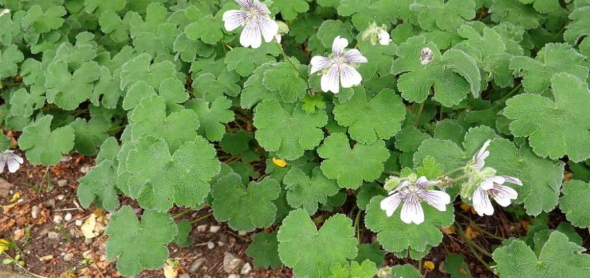 GERANIUM renardii