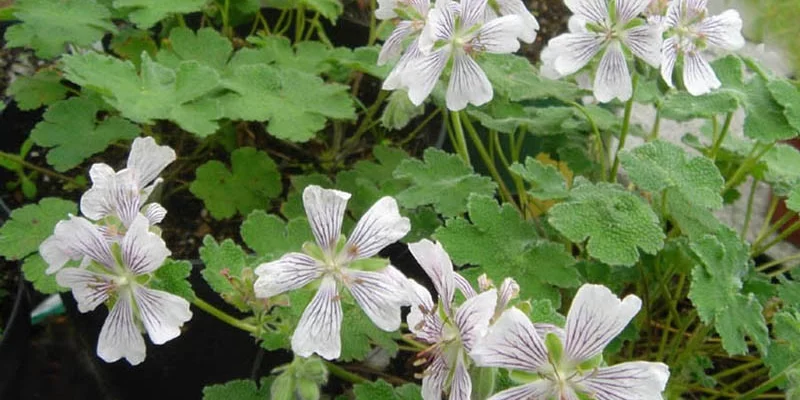 GERANIUM renardii