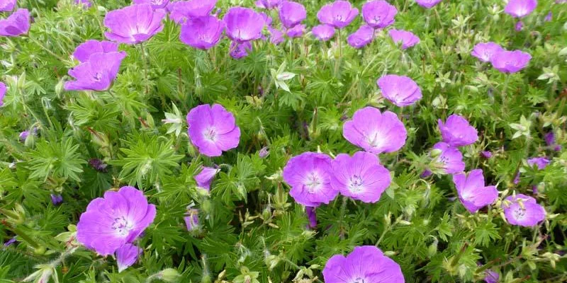 GERANIUM sanguineum