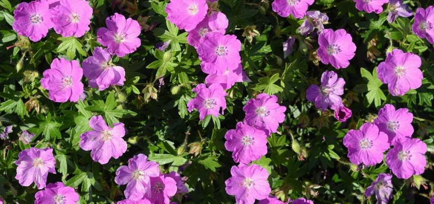 GERANIUM sanguineum