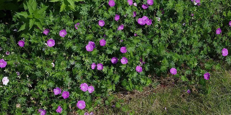 GERANIUM sanguineum