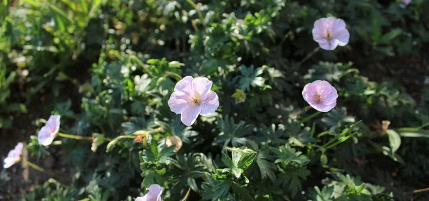 GERANIUM sanguineum 'Striatum'