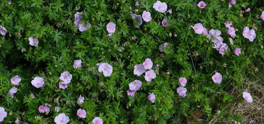 GERANIUM sanguineum 'Striatum'