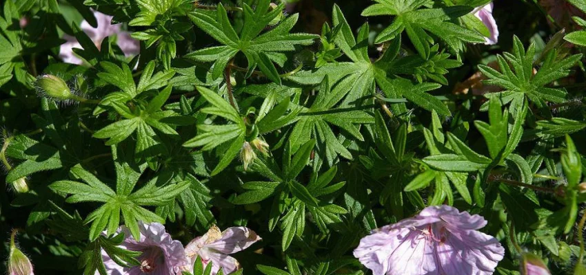 GERANIUM sanguineum 'Striatum'