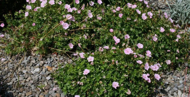 GERANIUM sanguineum 'Striatum'