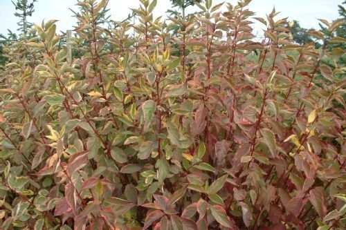 CORNUS alba 'Gouchaultii' - Cornouillier à feuilles rosées