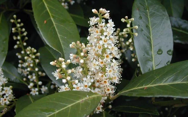 PRUNUS laurocerasus 'Caucasica' - Laurier palme à haie