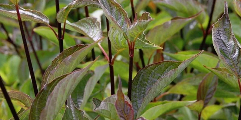 CORNUS alba 'Kesselringii' - Cornouiller à feuillage bleuté et bois violacé