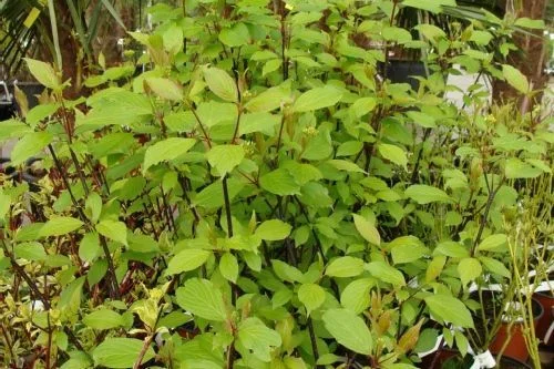 CORNUS alba 'Kesselringii' - Cornouiller à feuillage bleuté et bois violacé