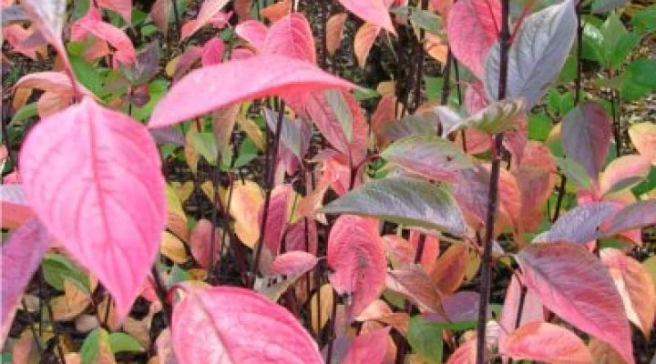 CORNUS alba 'Kesselringii' - Cornouiller à feuillage bleuté et bois violacé