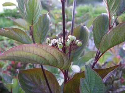 CORNUS alba 'Kesselringii' - Cornouiller à feuillage bleuté et bois violacé