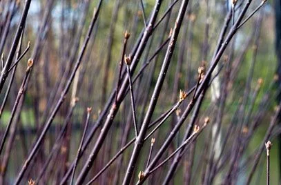 CORNUS alba 'Kesselringii' - Cornouiller à feuillage bleuté et bois violacé