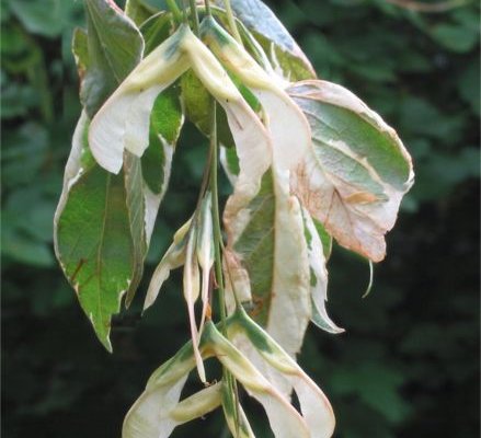 ACER negundo 'Variegatum' - Erable à feuilles de frêne