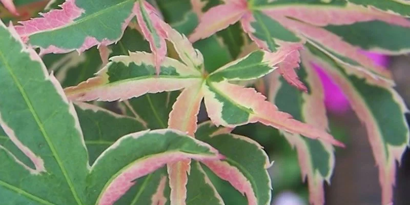 Érable du Japon 'Butterfly' - Acer palmatum 'Butterfly', érable japonais