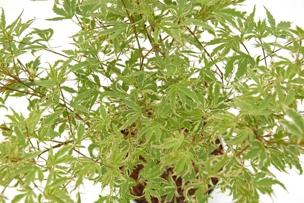ACER palmatum 'Butterfly' - Erable du Japon