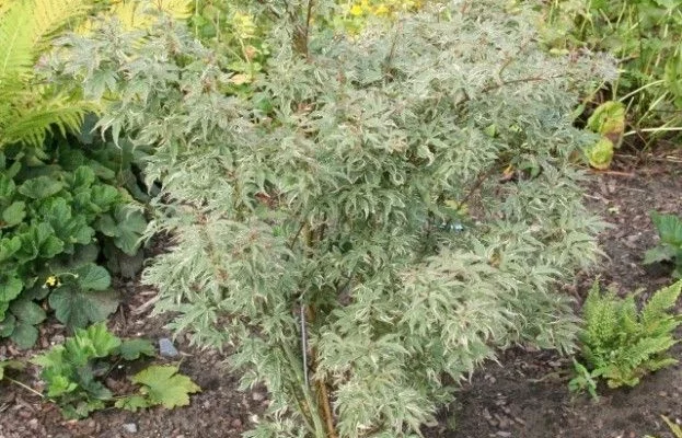 ACER palmatum 'Butterfly' - Erable du Japon