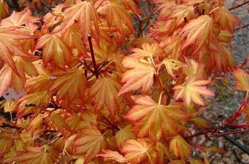 Érable du Japon 'Orange Dream' - Acer palmatum 'Orange Dream, érable japonais